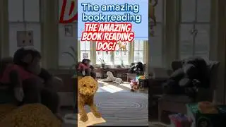 The Amazing Book Reading Dog ! 🐕 #fog #doodle #dogtricks