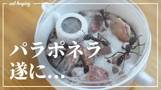 Raising Paraponera (Sword Ant). [3cm Giant Sword Ant]