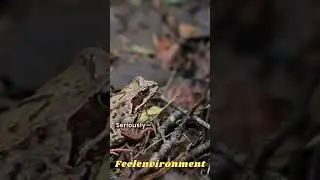 🐸❄️ Believe It or Not! Frozen Frog Comes Back to Life 😱🌍