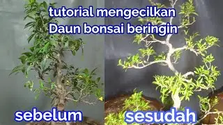 tutorial mengecilkan daun bonsai beringin
