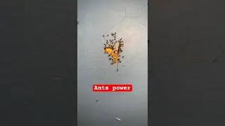 The power of unity 🔥 Ant power #youtubeshorts #amazing #facts #shorts