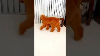 Home with Friends - Our Giant Red Poodle #dogsandpuppies #dogs #viralvideo #reels