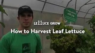 How to Harvest Leaf Lettuce