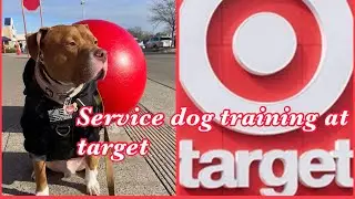 Service dog training with my boy Henny at Target(heel,focus,direction,down/stay, task task training)