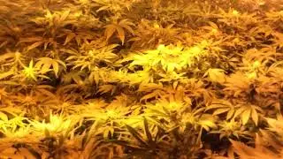 blooming indoor medical grow