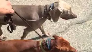 Los Angeles Dog Trainer Demonstrates 2 dog walk