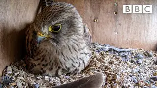 Live Springwatch: Day 6 🌦 2021 🐣 BBC