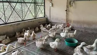 Duck farm with Plastic Slatted Floor 9745002482