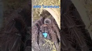 Beautiful Theraposa Apophysis #amgtarantulas #tarantula #tarantulashorts #spider #theraposa