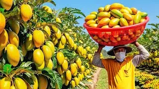 How Australian Farmers Harvest Thousands of Tons of Mangoes &ndash; Incredible Mango Farming in Australia