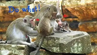 Oh ! JANE feels worried about JONNA, She looks at What another monkey do something to JONNA