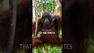 Are These Chimps Entering The Stone Age? 😮 #shorts #foryoupage #fyp  #geography #jre #jreclips