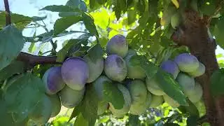 Livada de prune Stanley. Un soi care își are locul în toate livezile de pruni.