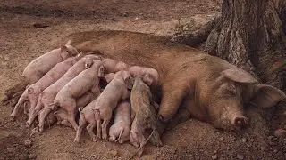 Mommy Pig feeding baby pigs sound effect, footage HQ, piglets squealing, noisy pigs grunting, animal