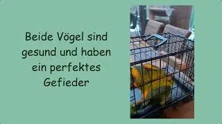 Blaustirnamazonen-Training