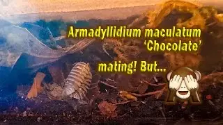 Armadillidium maculatum 'Chocolate' mating for more than 15 minutes