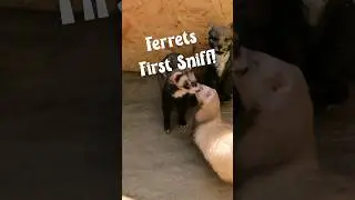 Introducing Our Girls to New Rescue Ferrets for the First Time! Did it Go Well? #ferrets #shorts