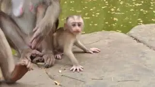 OMG...! God..He.lp/...What Happened on Baby Monkey Lily?...so adorable baby  lily.../... Monkey Leo.