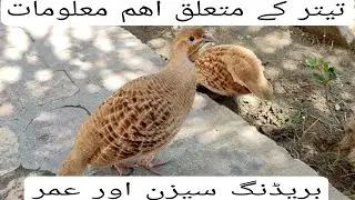Teetar ka breeding season aur breeding k liye age