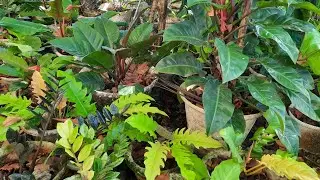 2025 Week 51 Garden Diary. Visiting our Philodendron Plants at Marde's Garden.