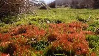 Bryum weigelii habitat (The Long Mynd, Shropshire)