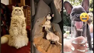 Cute Animals 😾 funny cats fighting 🐕 #FunnyCats Ep 6336