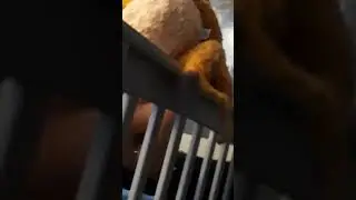 Can animals fly