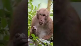 Macaque Monkey