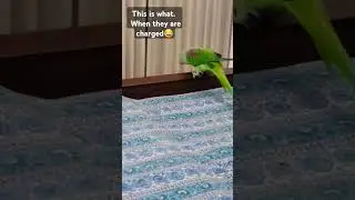 When they are fully charged🙄😂.. #funny #cute #trending #charging #parrot #youtubeshorts #pets #yts