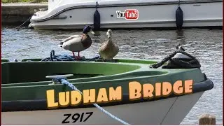 Ludham Bridge #wildlife #NorfolkBroads #ukStaycations