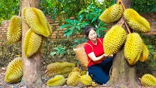 Harvest Durian Goes To Market Sell | Gardening And Cooking | L&yacute; Song Ca