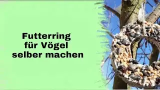 FUTTERRING f&uuml;r V&Ouml;GEL selber machen | Lesen f&uuml;r Tierschutz