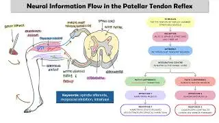 The Patellar Reflex