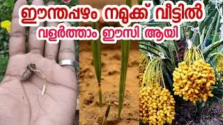 ഈന്തപ്പഴം നമ്മുടെ നാട്ടിൽ എങ്ങനെ ഉണ്ടാക്കാം|dates palm in malayalam|eenthappana |eenthappazham mulap