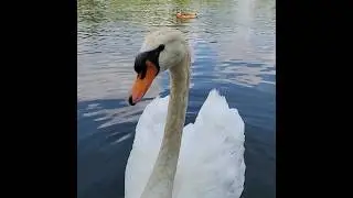 Majestic Swan 🦢