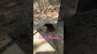 Saving Little Quail #quail #animals #birds #rescue #health