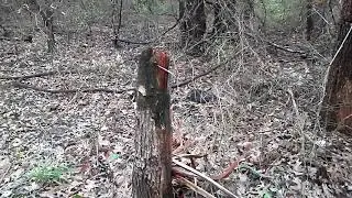 Two Tree Breaks In Brown Springs, Oklahoma.  Bigfoot?