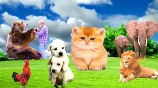 Cute little animals-Dog ,Cat ,Bear,Lion, Elephant,cock,Hen,Duck, Snake: Animal funny videos 2022