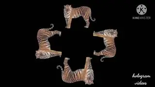 bengal tiger  hologram video
