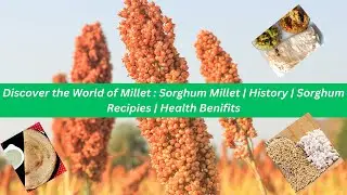 Discover The World of Millet : Sorghum Millet | Jowar |  History | Jowar Recipies | Jowar Production