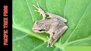 Pacific Tree Frog