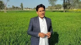 potash fertilizer use in wheat field//Agriculture information saraiki