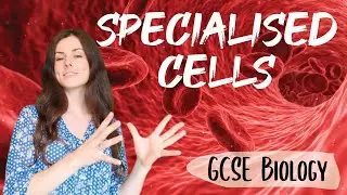 SPECIALISED CELLS GCSE Biology 9-1 | Combined Sci (Revision & Questions)