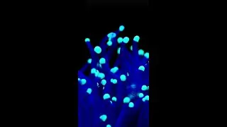 Instagram's Hidden Gems with Coral Morphologic
