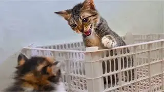 Angry Cat Hissing & Slaps Kitten When Playing Too Close To Cat - Cats Meowing