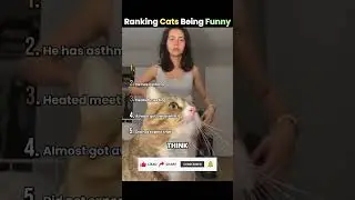 Ranking Cats Being Funny