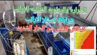 الحراره والرطوبه المثاليه عند الارانب كيفاش تنقص من الحر الشديد خلال الصيف تمكين صغار ارانب من الماء