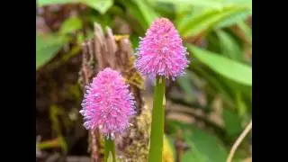 ГЕЛОНИАС  (HELONIAS)  сем.  Мелантиевые