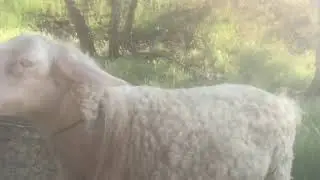 Sheep are actually pretty intelligent here&rsquo;s proof