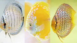 005 Basics of discus fish keeping part-03 - General Classification of discus fish